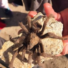 A dead tarantula found by a hiker.